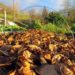 couche de feuilles sur jardin