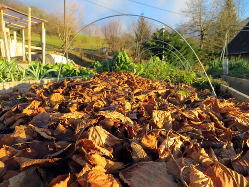 couche de feuilles sur jardin