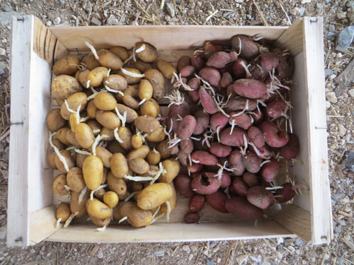 Pommes de terre germées : Charlotte et Rose de France