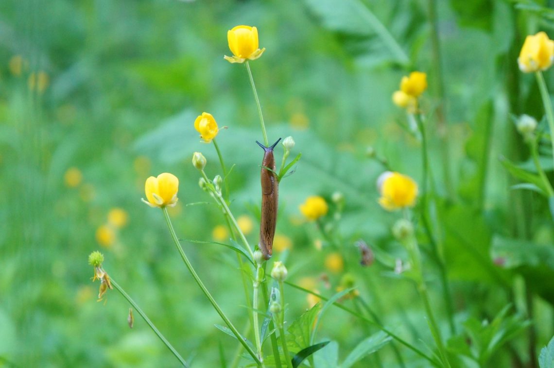 limace sur une fleur