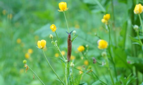 limace sur une fleur