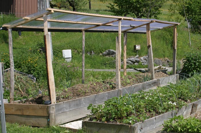 Réduire L Arrosage Des Tomates Au