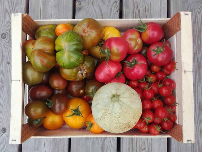 Récoltes de plusieurs variétés de tomates