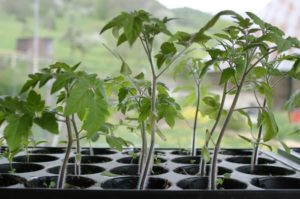 levée de semis de tomates