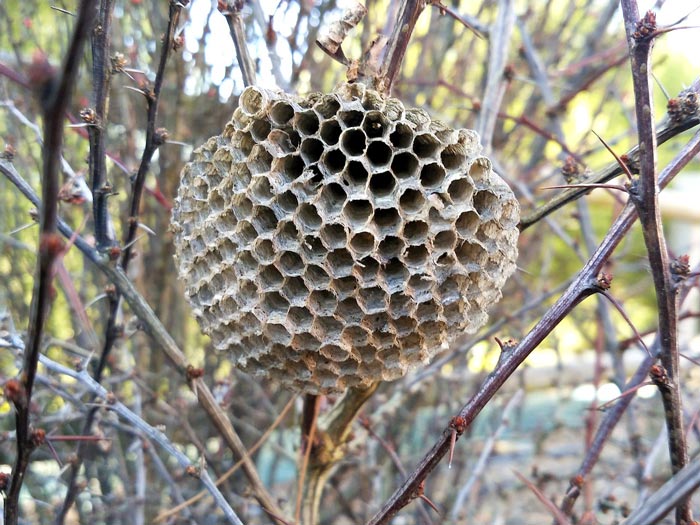 Nid d'abeilles : sa construction et son organisation ⋆ au refuge