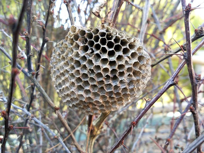 Image de Nid: Nid De Guepes Abandonne