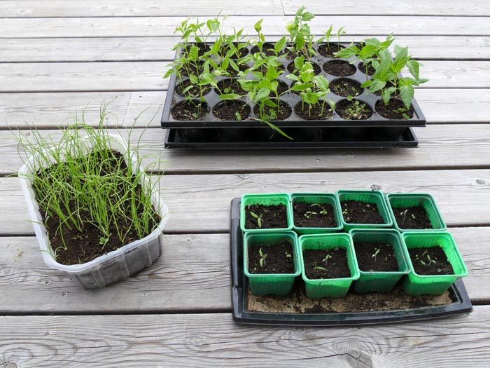 Faire des semis dans la maison pour de belles récoltes au potager -  Éditions MultiMondes