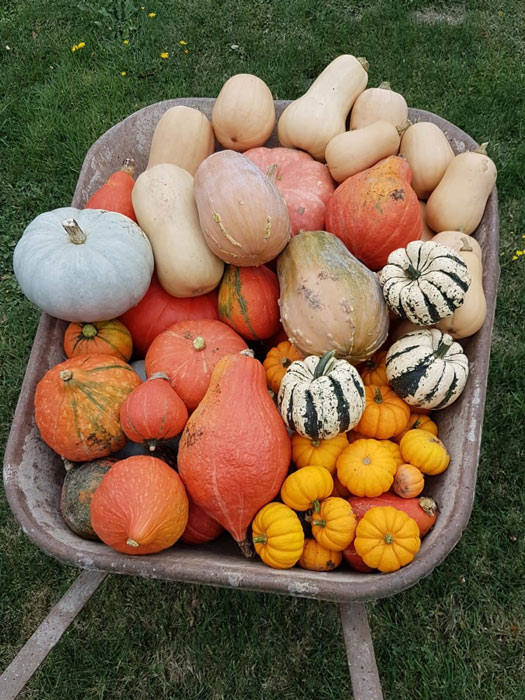 récolte de courges