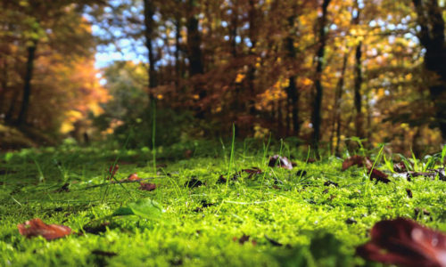 Sol forestier dense sans motoculteur