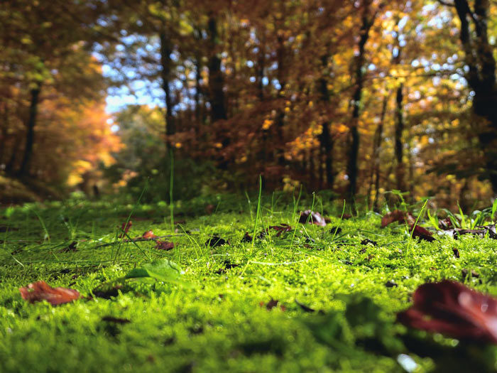 Sol forestier dense sans motoculteur