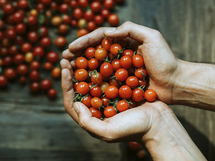 tomates cerises