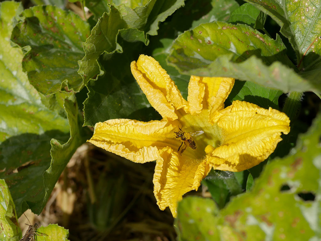 bain de pollen pour l'abeille