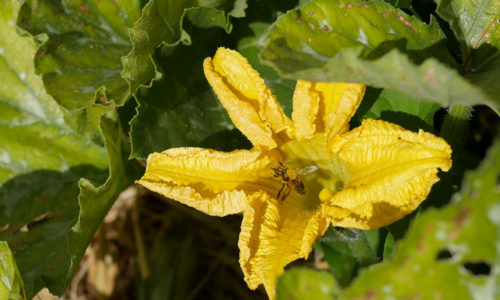 bain de pollen pour l'abeille