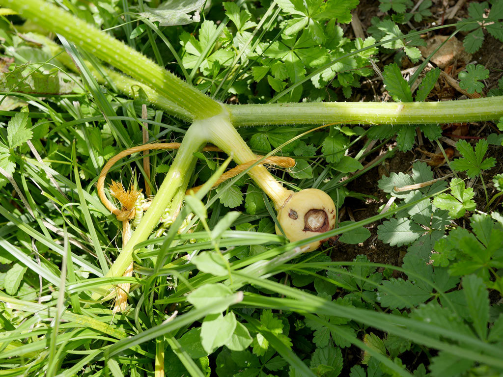 Courgette avortée par le plant