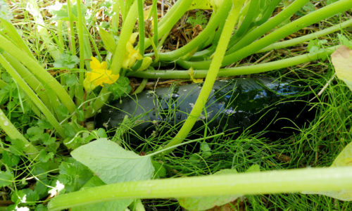 Courgette en croissance