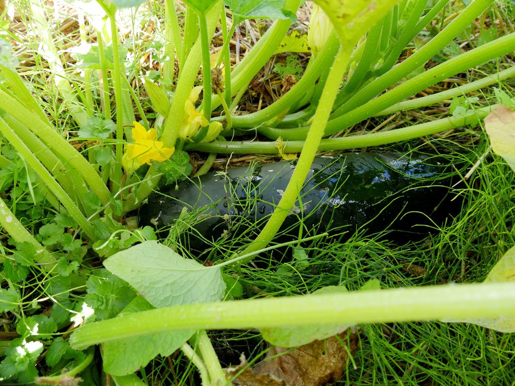 Courgette en croissance