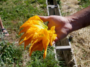 Fleurs de courgettes pour beignets 