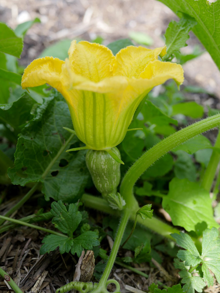 Fleur de courgette mâle ou femelle ? ⋆ au refuge DES GRAINES