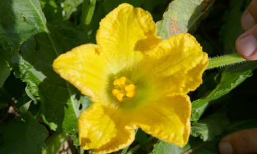 étamines fleur courgette