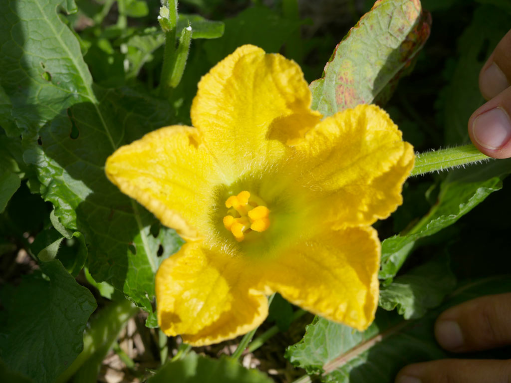 étamines fleur courgette