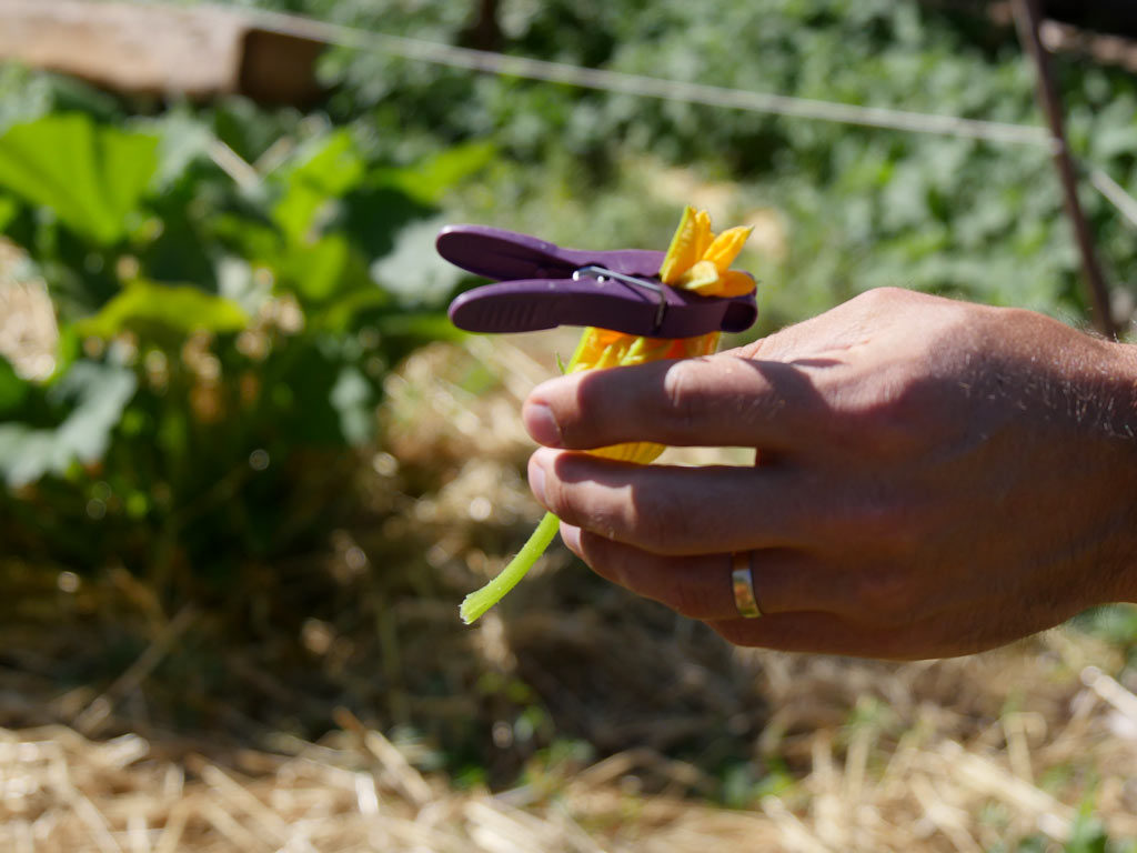 Fleur de courgette mâle