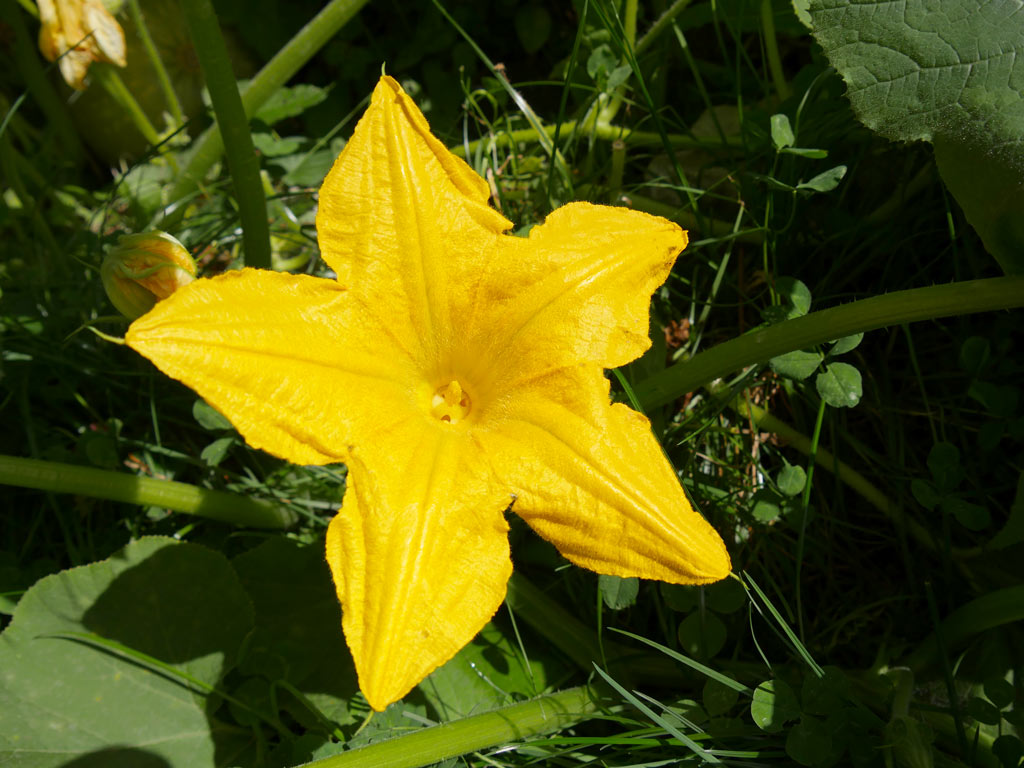Fleur de courgette mâle ou femelle ? ⋆ au refuge DES GRAINES