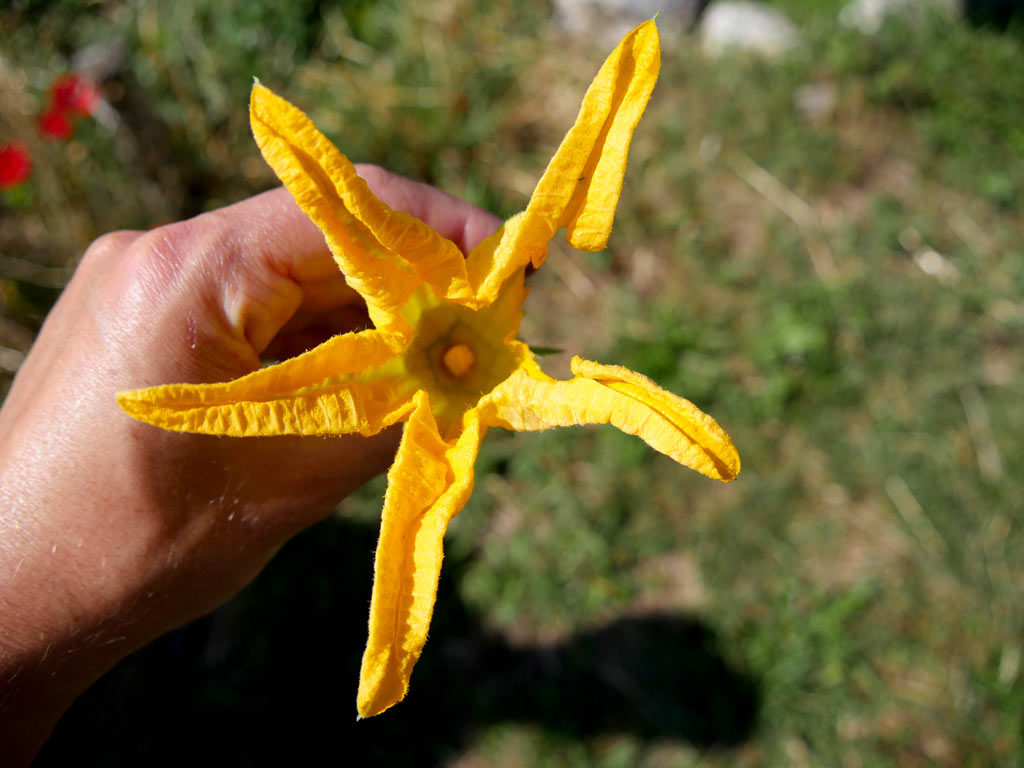 fleur de courgette mâle