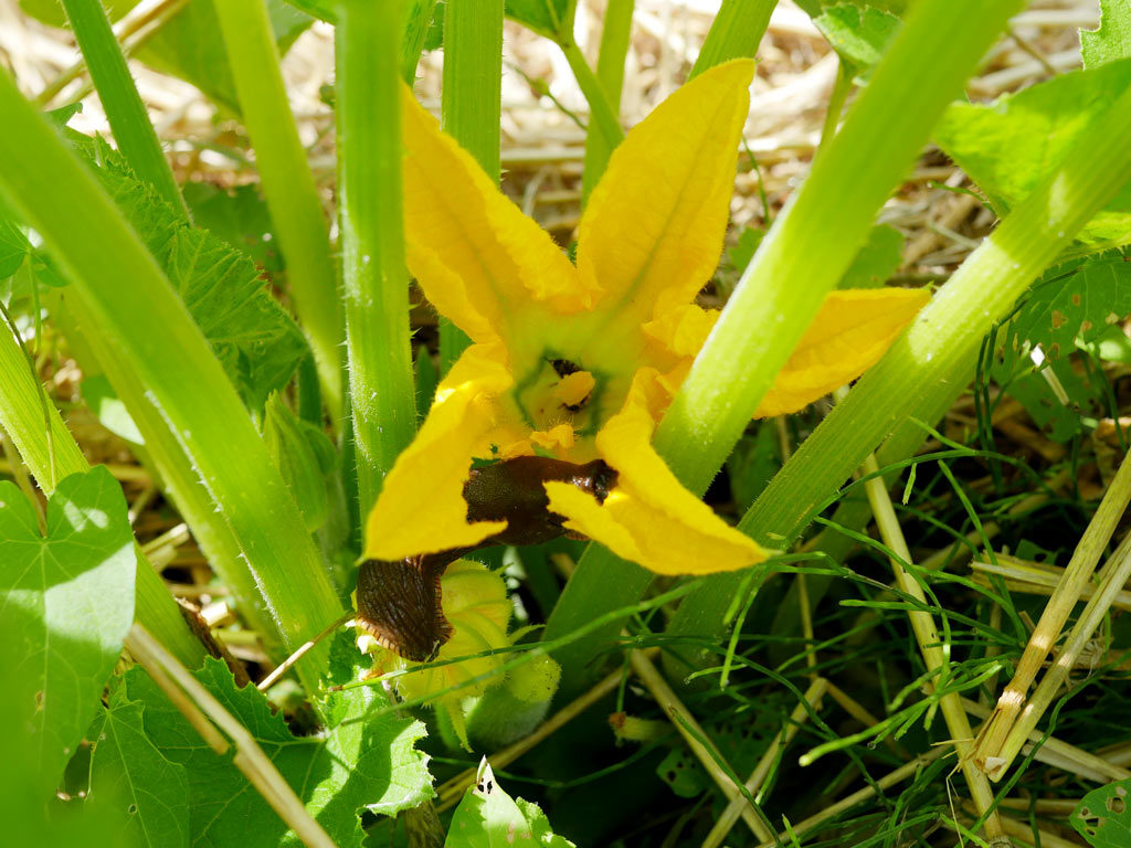 Limace dans la fleur de courgette