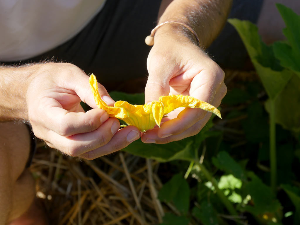 Ouverture d'une fleur mâle