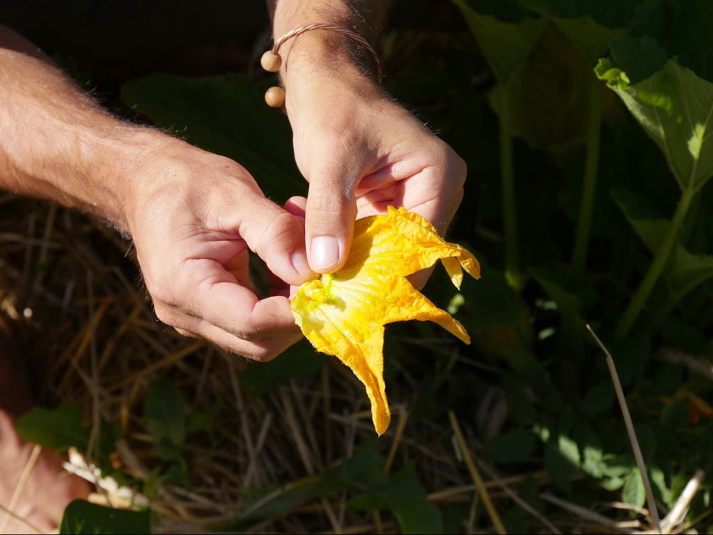 Récupération du pistil