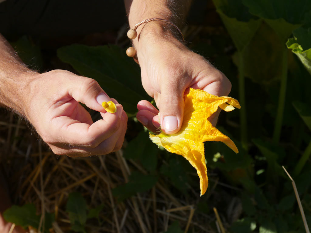 Détachement du pistil