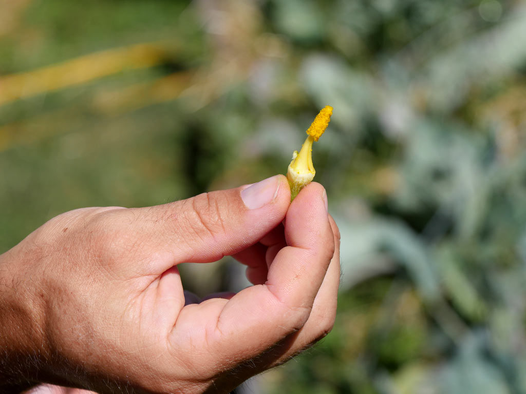 Pistil mâle, le pinceau pour polliniser