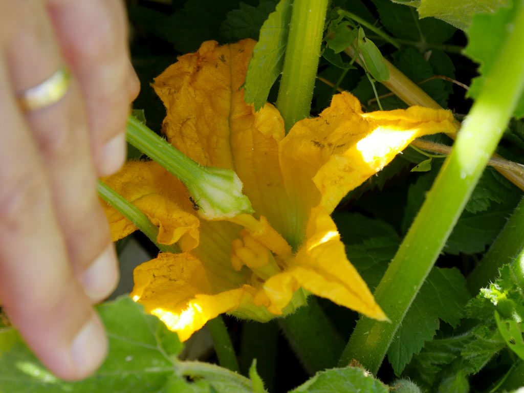 Pollinisation manuelle de la courgette