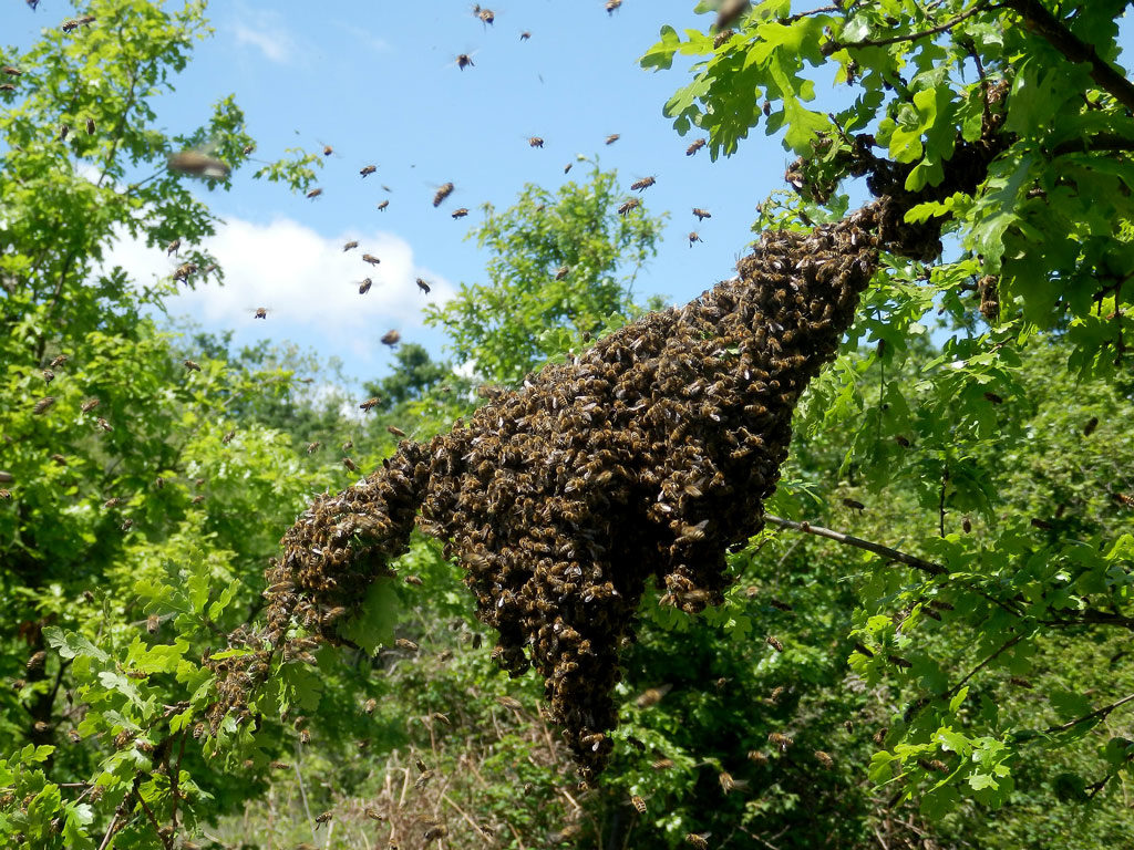 Essaim d'abeilles, que faire ? ⋆ au refuge DES GRAINES