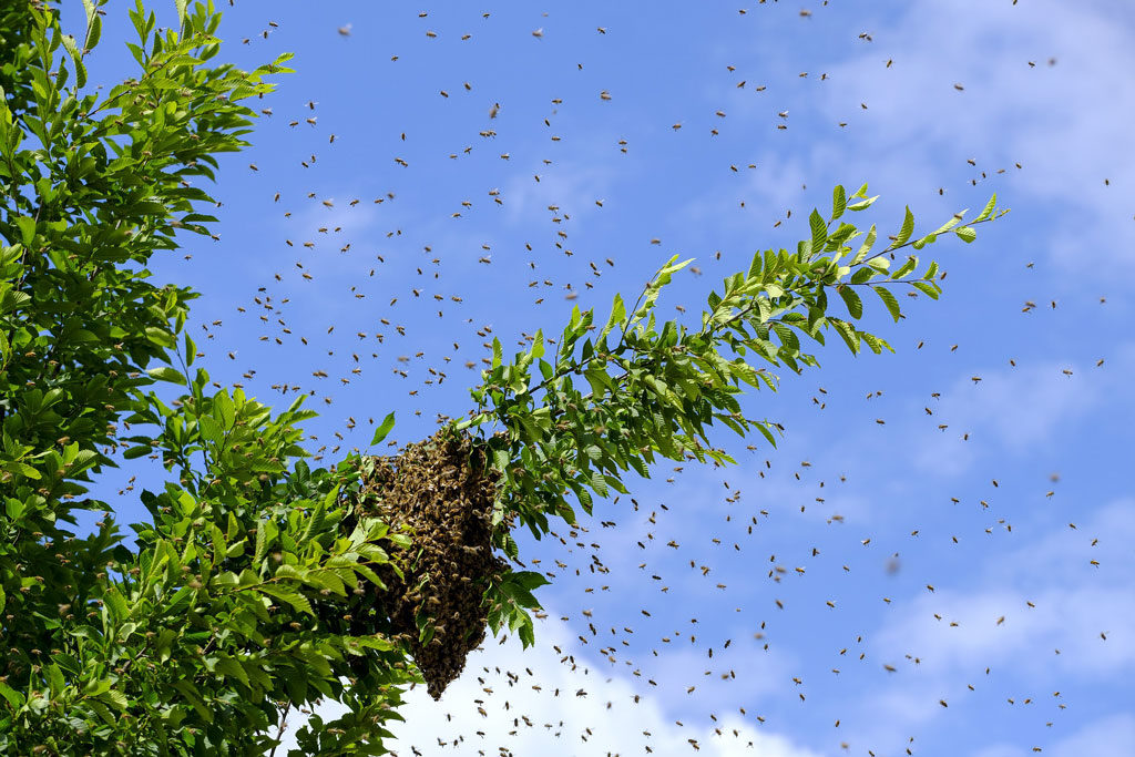 Bourdonnement d'abeilles