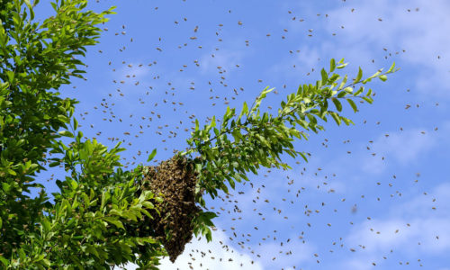 Bourdonnement d'abeilles