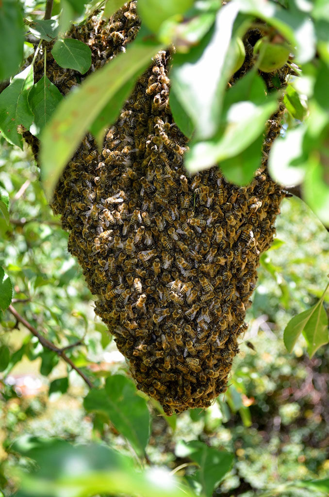 VIDEO : que faire si un essaim d'abeilles s'installe dans votre