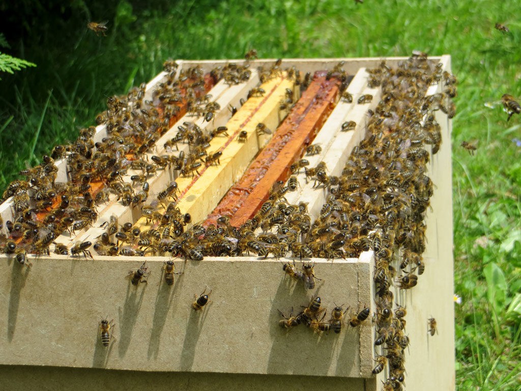 Abeilles s'installant dans une ruchette