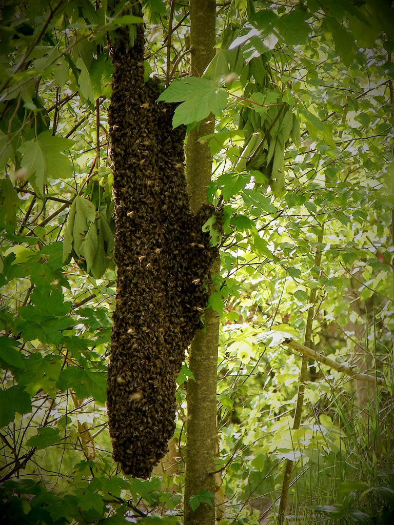 Nid d'abeilles : sa construction et son organisation ⋆ au refuge