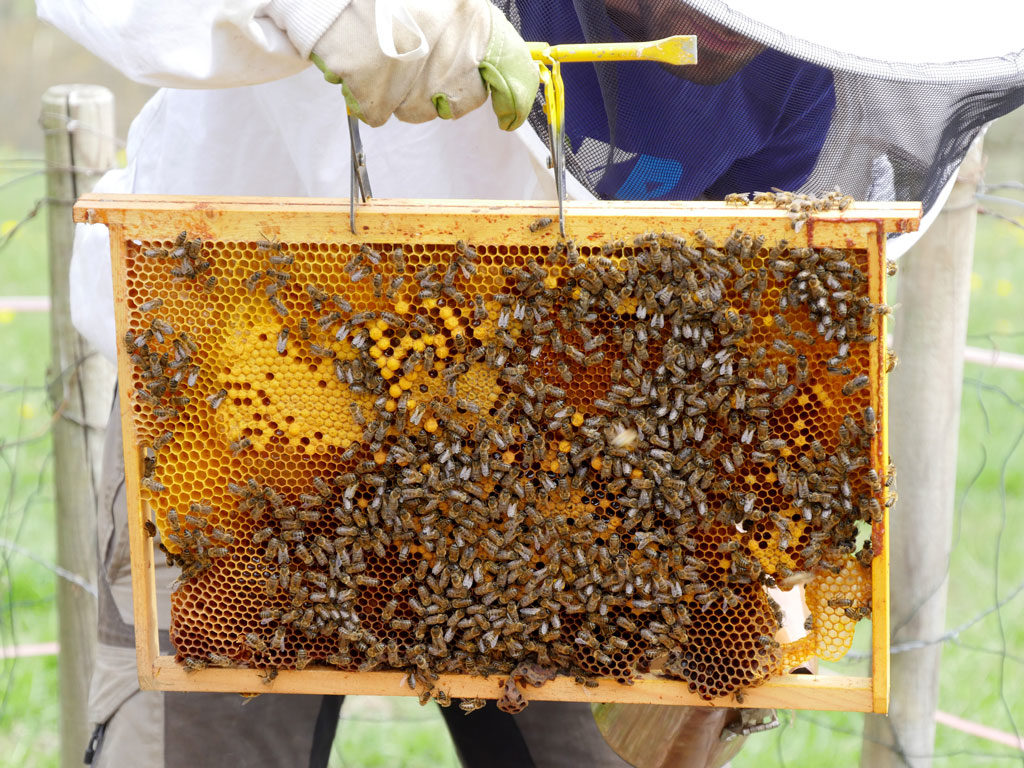 Ma couverture d'été nid d'Abeille géant - Cassonade ~ 12avril