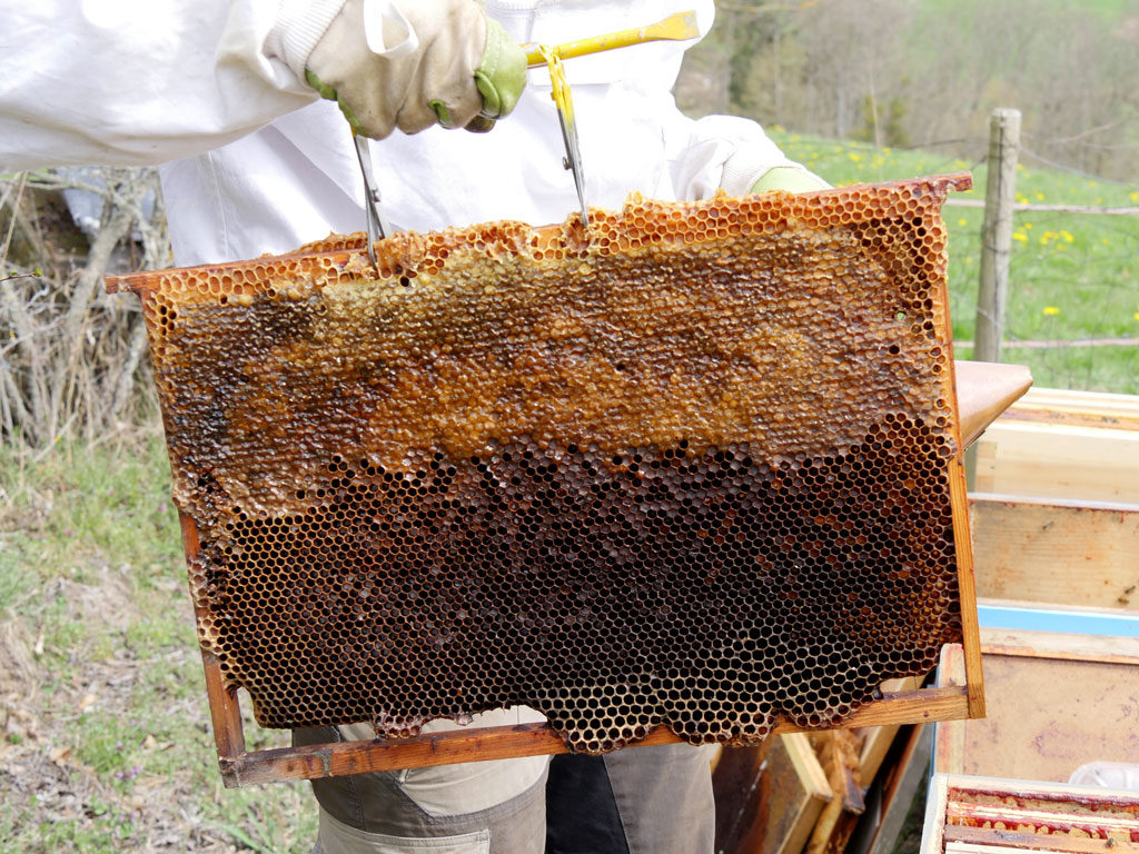 Nid d'abeilles : sa construction et son organisation ⋆ au refuge