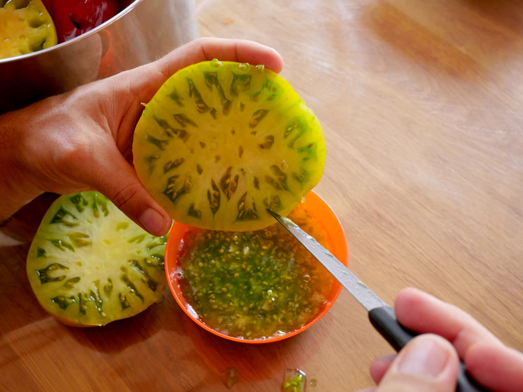 Récupérer les graines de tomates et les sécher en 3 étapes ⋆ au