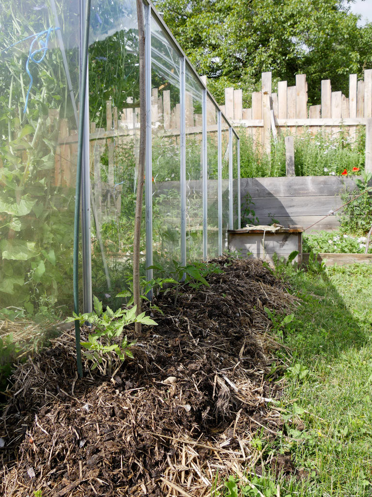 tomates en terre