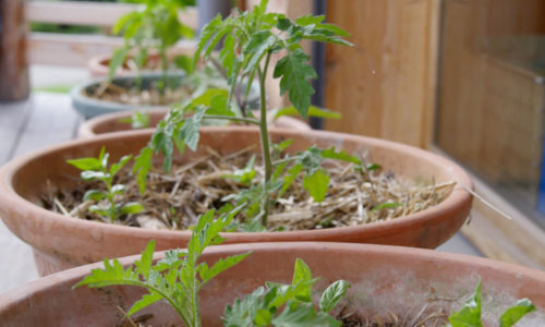 Tomates en pots