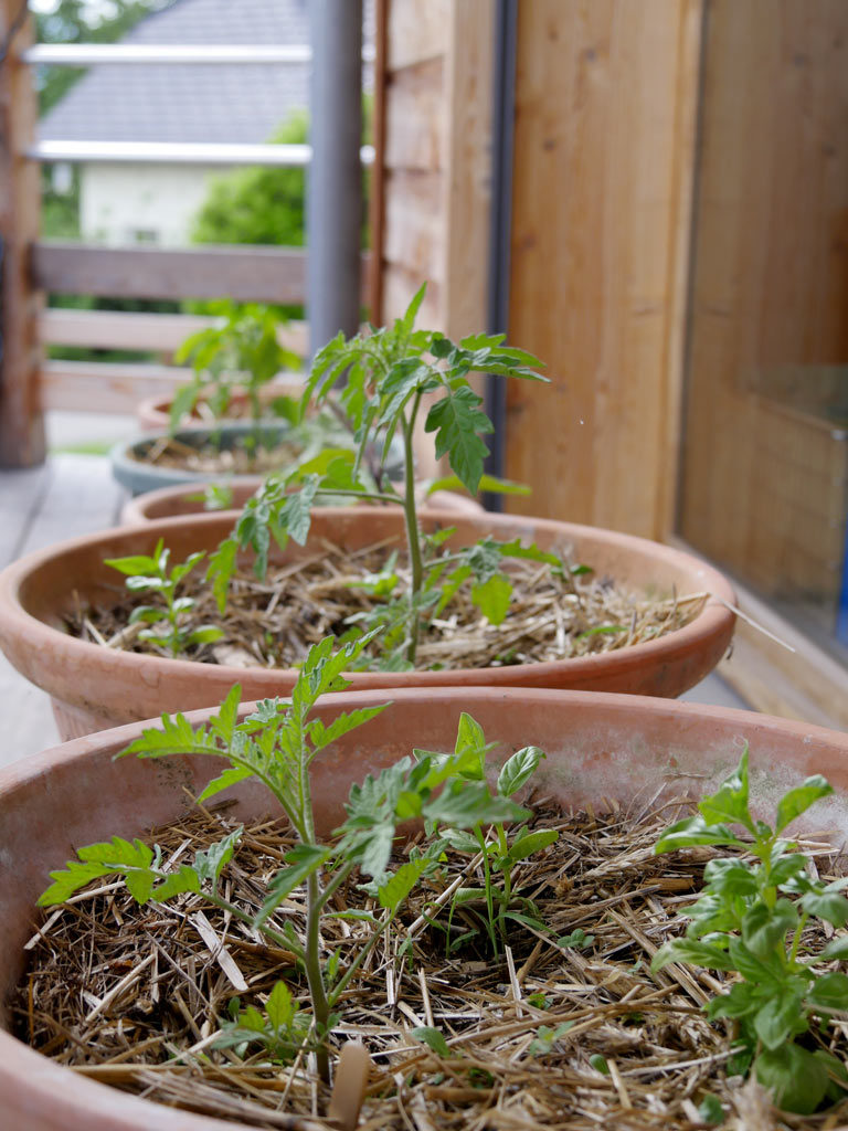 Comment réussir les tomates cerises en pot ?