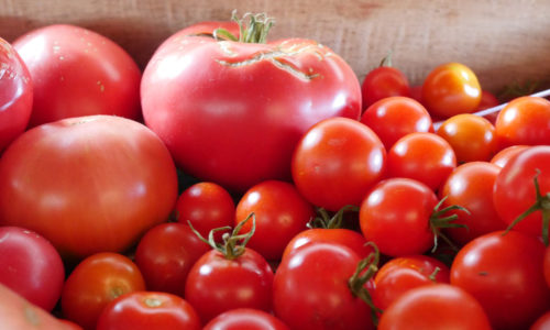 Tomates roses généreuses