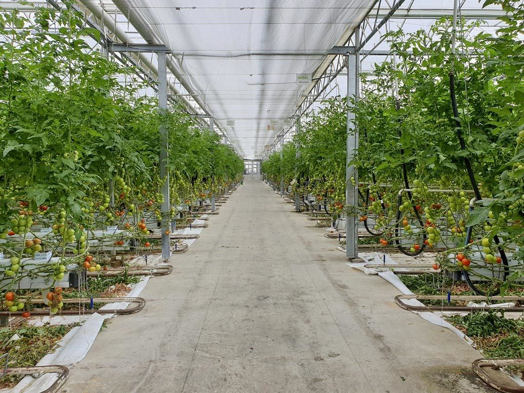 tomates plantées en pépinière