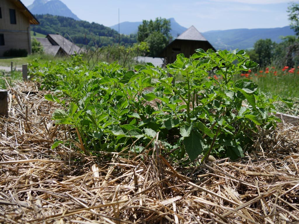 pommes de terre sur paille