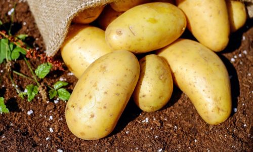 récolte pommes de terre sous paille