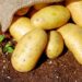 récolte pommes de terre sous paille